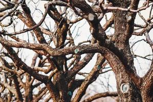 storto rami di vecchio frutta alberi nel un' giardino senza foglie, vecchio Pera alberi nel il frutteto foto