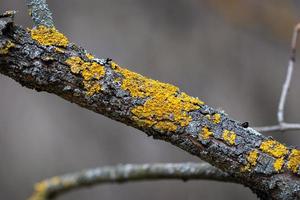 giallo albero lichene su vecchio frutta albero tronco, avvicinamento foto