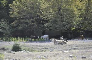 pascolo mucche a il montagna superiore un' sereno rurale scena foto