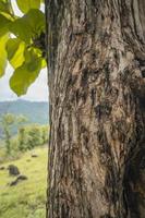 vicino su foto di albero tronco legna Locale pianta a partire dal semarang Indonesia. il foto è adatto per uso per natura struttura sfondo, soddisfare sociale media e manifesto.