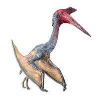 il pterosauro , dinosauro su isolato sfondo foto