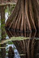 avvicinamento di un' Calvo cipresso albero nel superficiale acqua. foto