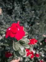 rosso fiori nel il giardino, Tailandia. selettivo messa a fuoco sfocato sfondo Vintage ▾ concetto. foto