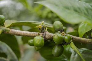 vicino su foto di verde caffè fagiolo quando primavera stagione. il foto è adatto per uso per natura sfondo, soddisfare sociale media e frutta manifesto.