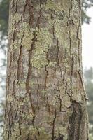 struttura e superficie di albero tronco di Locale legna Indonesia. il foto è adatto per uso per natura sfondo e natura manifesto.