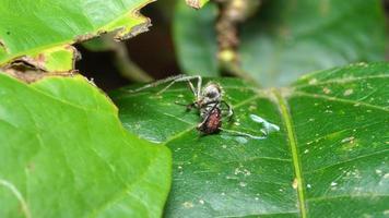 macro foto di nero formiche su un' foglia foraggiamento nel un' giardino