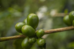 vicino su foto di verde caffè fagiolo quando primavera stagione. il foto è adatto per uso per natura sfondo, soddisfare sociale media e frutta manifesto.