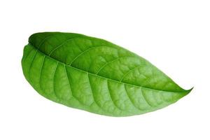 foglie verdi isolati su sfondo bianco. foto