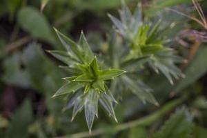 vicino su foto di verde felci foglia su il foresta quando primavera volta. il foto è adatto per uso per verde foglia sfondo, natura sfondo e botanico soddisfare media.