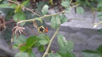 vero coccinelle e stella fiori foto