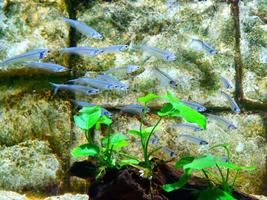 un' scuola di pesce foto