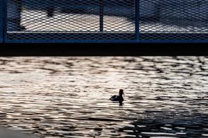 sagoma di anatra nella luce della sera sul canale della città sotto il ponte pedonale foto