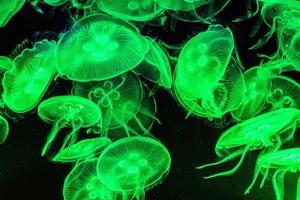 meduse illuminate colorate sott'acqua su sfondo scuro foto