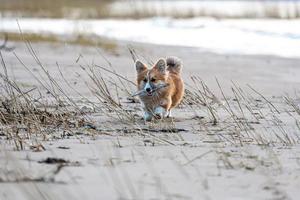 Il cucciolo di corgi gallese corre per la spiaggia e gioca con un bastone foto