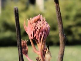 mini cuffie su il rami di un' peonia albero avvicinamento. paeonia suffruticosa nel primavera nel il giardino. foto