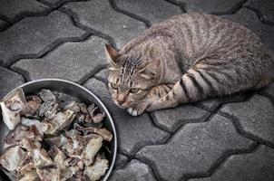Marrone carino gatto con osso nel tazza a il pavimento foto