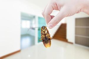 donna di mano Tenere scarafaggio su camera nel Casa sfondo, eliminare scarafaggio nel camera Casa foto