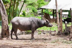 bufalo nel campagna nel settentrionale Tailandia foto