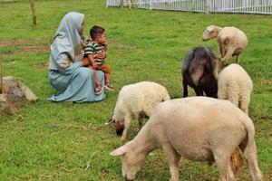 bogor Indonesia 2023 un' madre e sua bambino siamo giocando con un' mandria di capre a un' natura ricorrere. foto