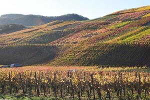 autunno colorato vigneti nel ah valle foto