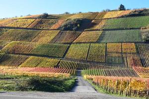 autunno colorato vigneti nel ah valle foto