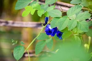 blu farfalla pisello fiore nel un' giardino con verde le foglie su sfondo. avvicinamento foto, sfocato. foto