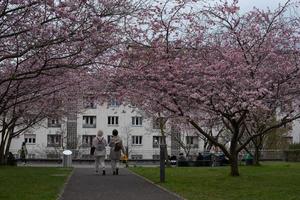 sakura è fioritura foto