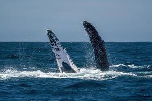 gobba balena slapping pettorale pinne nel todos santos cabo san lucas baja California sur Messico Pacifico oceano foto