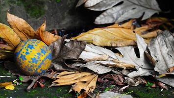 autunno le foglie di caduto acero foglia su di legno superficie asciutto partire palla sfondo foto