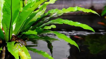 bellissimo verde tropicale le foglie nel il acqua, natura flora sfondo foto