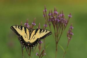 orientale tigre coda di rondine farfalla su blu verbena foto