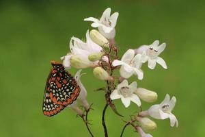 Baltimora Checkerspot farfalla su penstemon fiori foto