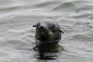 un' foca frugando suo testa su di il acqua vicino namibia. foto