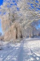 alberi nel inverno con un' lotto di neve su loro. foto