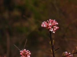 grappolo di Viburnum fragrante bianca fiori e rosa mini cuffie. fioritura Viburnum farri avvicinamento nel parco con sfocato sfondo. foto