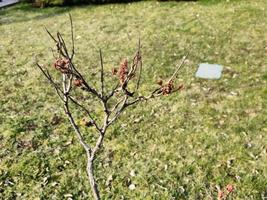 mini cuffie su il rami di un' peonia albero avvicinamento. paeonia suffruticosa nel primavera nel il giardino. foto