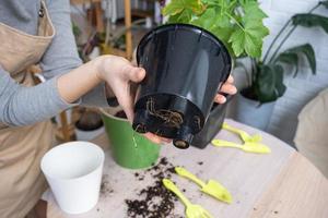 il terroso grumo di un' casa in vaso pianta è intrecciate con radici, il pianta ha superato il pentola. il bisogno per un' pianta ripiantare. trapianto e cura per un' casa pianta, rizoma, radice marcire foto