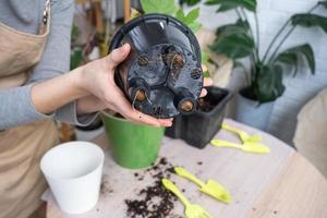 il terroso grumo di un' casa in vaso pianta è intrecciate con radici, il pianta ha superato il pentola. il bisogno per un' pianta ripiantare. trapianto e cura per un' casa pianta, rizoma, radice marcire foto