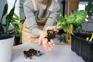 il terroso grumo di un' casa in vaso pianta è intrecciate con radici, il pianta ha superato il pentola. il bisogno per un' pianta ripiantare. trapianto e cura per un' casa pianta, rizoma, radice marcire foto