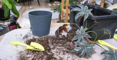 trapianto un' casa pianta begonia grifone in un' nuovo pentola. un' donna impianti un' gambo con radici nel un' nuovo suolo. cura per un' in vaso pianta, mani avvicinamento foto