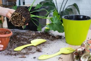 il terroso grumo di un' casa in vaso pianta è intrecciate con radici, il pianta ha superato il pentola. il bisogno per un' pianta ripiantare. trapianto e cura per un' casa pianta, rizoma, radice marcire foto