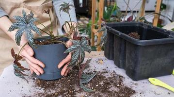 trapianto un' casa pianta begonia grifone in un' nuovo pentola. un' donna impianti un' gambo con radici nel un' nuovo suolo. cura per un' in vaso pianta, mani avvicinamento foto