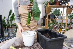 il terroso grumo di un' casa in vaso pianta è intrecciate con radici, il pianta ha superato il pentola. il bisogno per un' pianta ripiantare. trapianto e cura per un' casa pianta, rizoma, radice marcire foto