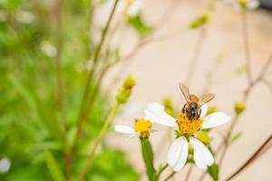 miele ape prendere nettare su il prato fiore quando giorno volta. il foto è adatto per uso per animale selvaggio vita sfondo, primavera manifesto e natura soddisfare media.