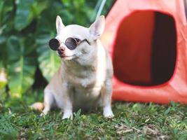 Marrone corto capelli chihuahua cane indossare occhiali da sole seduta nel davanti di arancia campeggio tenda su verde erba, all'aperto, guardare lateralmente a telecamera. animale domestico viaggio concetto. foto