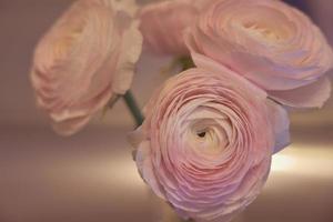 fiori di ranuncolo rosa si chiudono in un vaso con uno sfondo sfocato foto