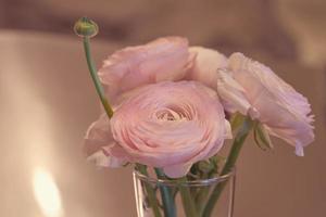 fiori di ranuncolo rosa si chiudono in un vaso con uno sfondo sfocato foto