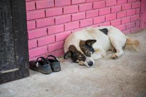 abbandonato, assonnato cane contro il Pinky parete foto