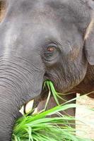 asiatico elefante è mangiare foto