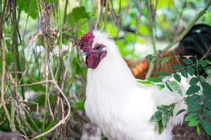 bianca pollo nel il giardino foto